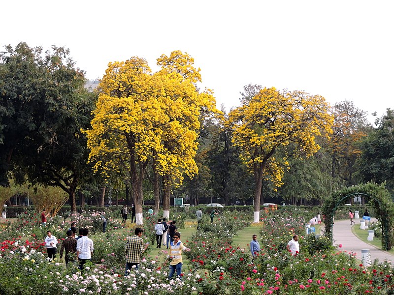 things to do in mohali- THE ROSE GARDEN