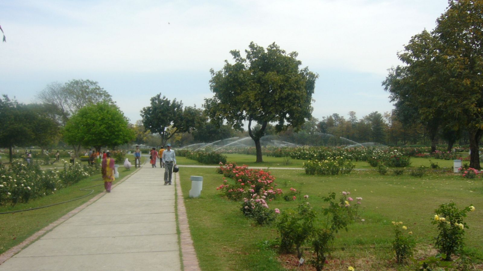 Mohali's Rose Garden filled with roses. 