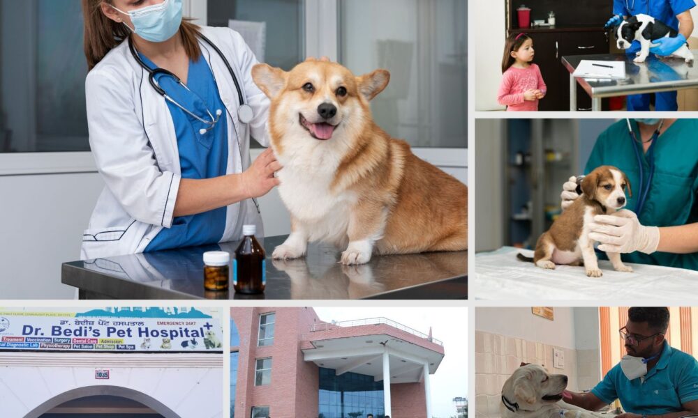 dog hospitals