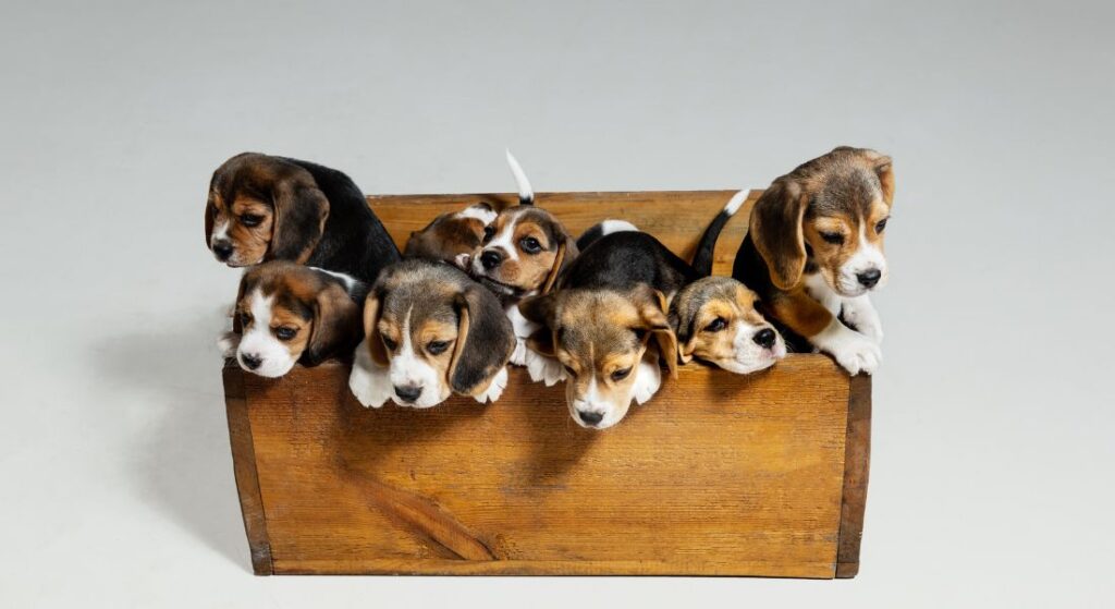 white and brown puppies in a box