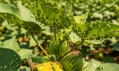 2025 Cotton Crisis: Leafhopper Returns in Punjab & other states