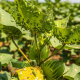 2025 Cotton Crisis: Leafhopper Returns in Punjab & other states