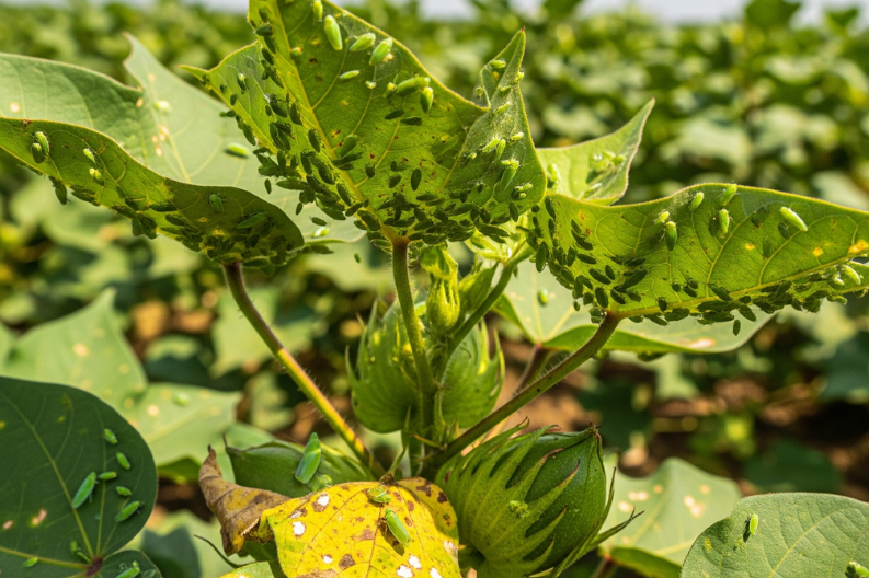 2025 Cotton Crisis: Leafhopper Returns in Punjab & other states