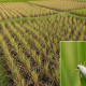 Farmers in Patiala Rely on Re-Transplanting Paddy