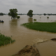 Flooding in Kapurthala: Beas River Swells and Impacts Farmers