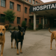 Investigation Underway After Stray Dog Found with Baby’s Head