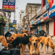 Mohali Faces Stray Dog Crisis with Over 20k Dogs & No Shelters