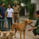 Panchkula Steps Back from Puppy-Free Zones Amid Rules Gap
