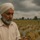 Challenges Facing Punjab's Paddy Farmers Amidst Disastrous Weather