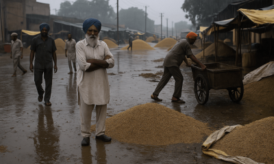 Ludhiana Farmers Struggle with Unhygienic Mandis and Rains