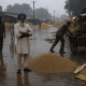 Ludhiana Farmers Struggle with Unhygienic Mandis and Rains