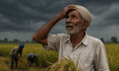 Paddy Harvesting Struggles in Jalandhar_ Farmers Challenge