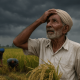 Paddy Harvesting Struggles in Jalandhar_ Farmers Challenge