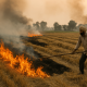 Punjab Sees Record Spike in Stubble Fires as Harvesting Picks Up